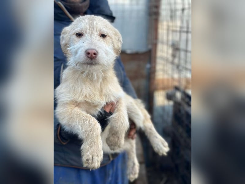 Viktoria - Hündin - geb. 08/2025