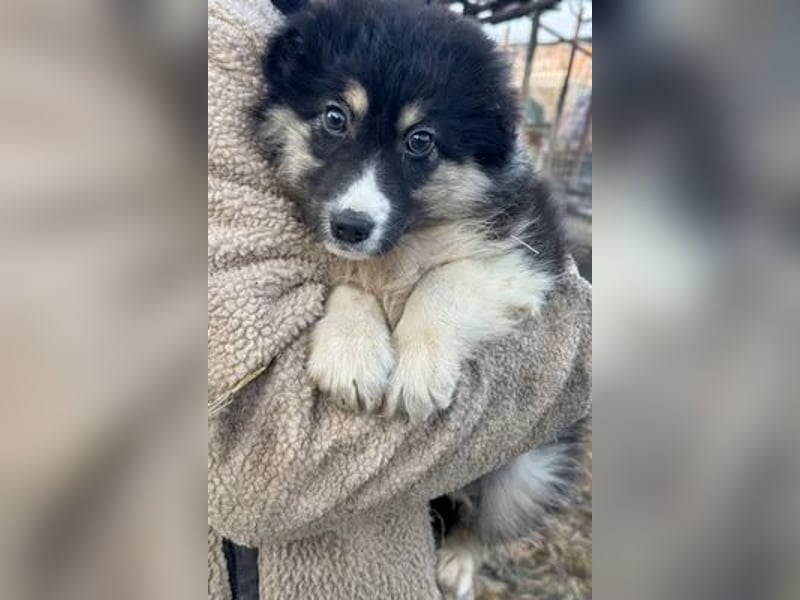 DISCHKA - geb. ca. 9/2025 - Hündin