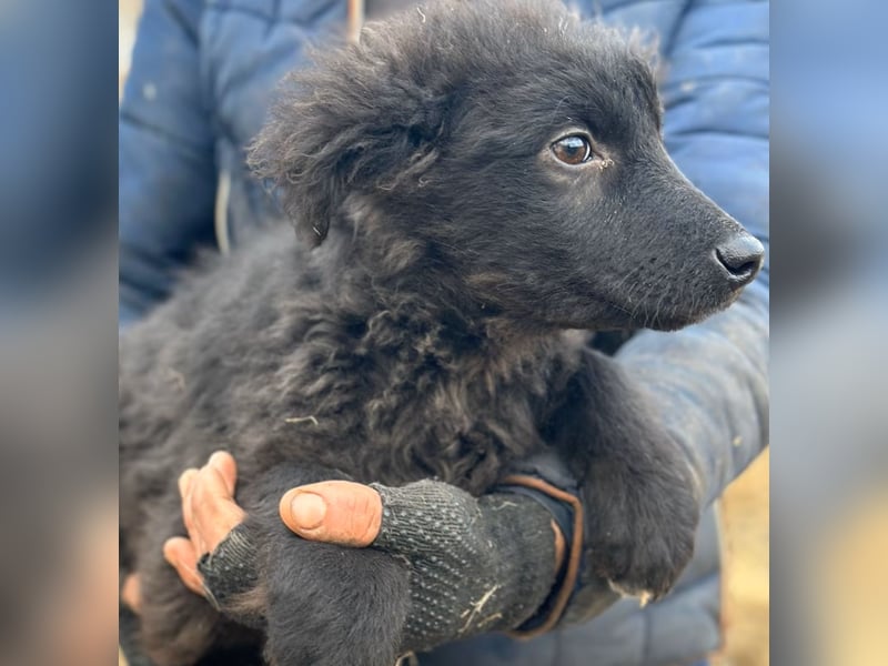 Cara - Hündin - geb. 10/2025