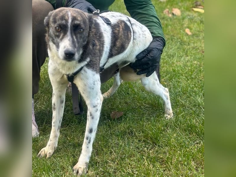 Püpppie - Hündin - geb. 10/2024