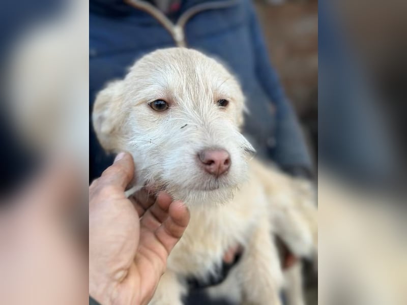 Viktoria - Hündin - geb. 08/2025