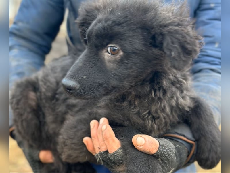 Cara - Hündin - geb. 10/2025