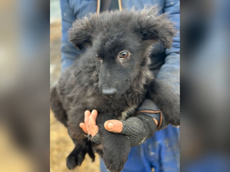 Cara - Hündin - geb. 10/2025