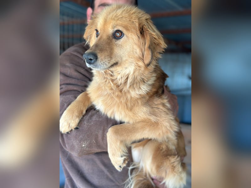 Milly - Hündin - ca. 2024 geb. - ca. 50 cm