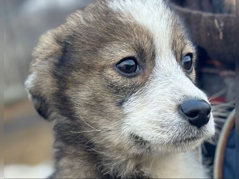 Amra - Hündin - geb. 09/25