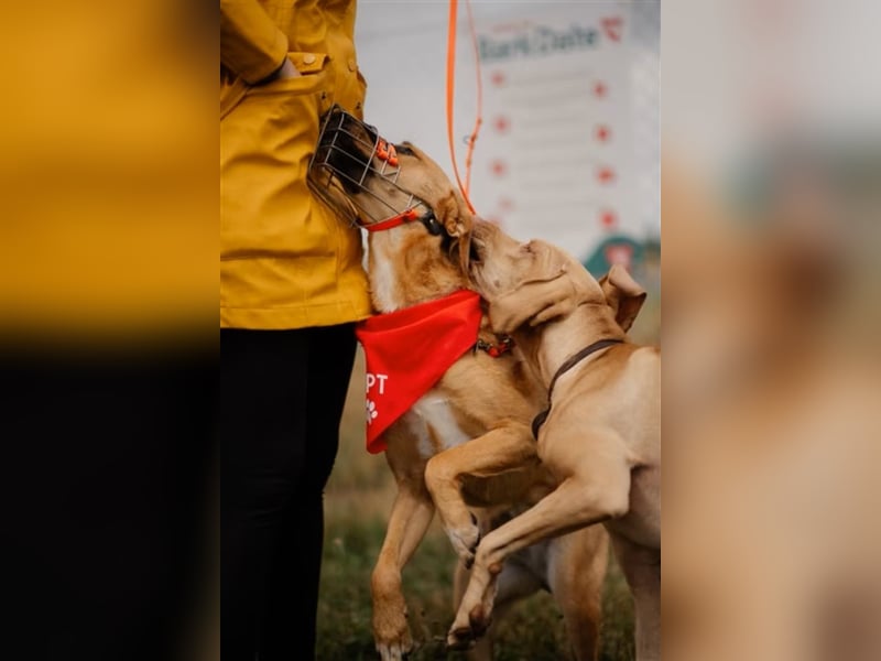 Sansa - Hündin - geb. 12/2022 - wartet in 12205 Berlin