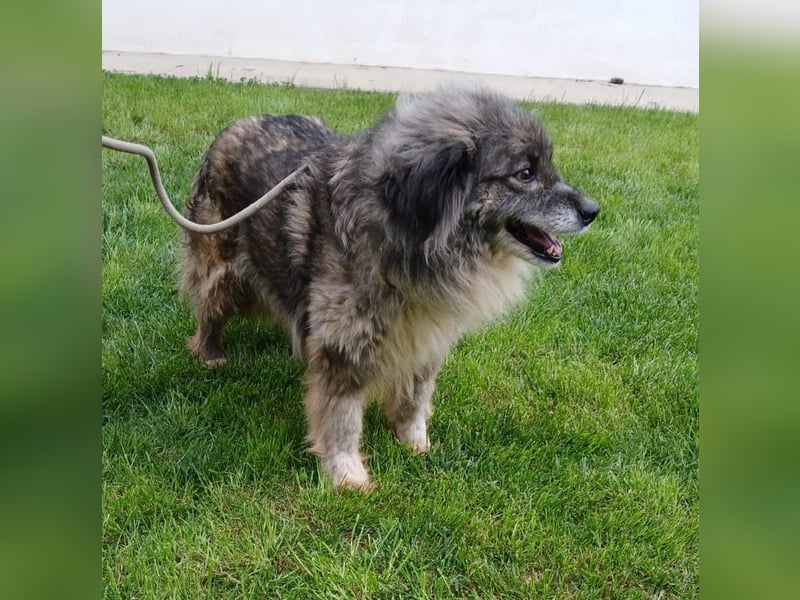 Maleika - Hündin - geb. 06/2018 - 43 cm