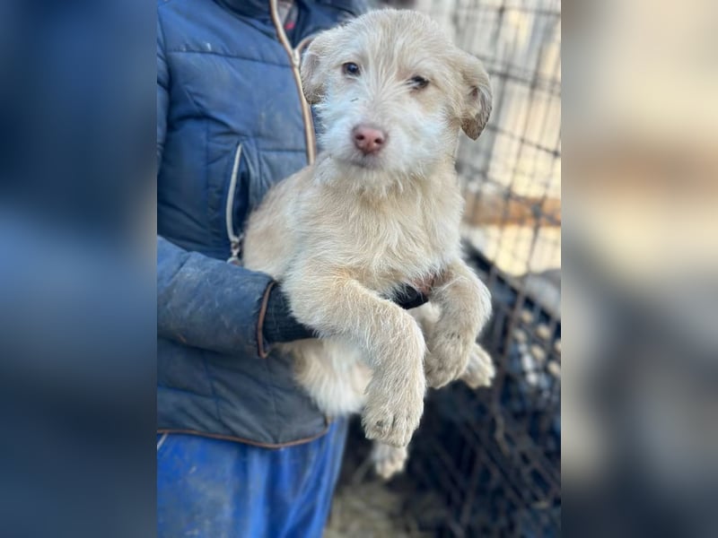 Viktoria - Hündin - geb. 08/2025