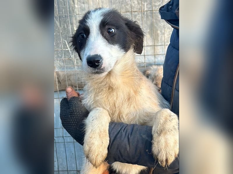 Marcy - Hündin - geb. 08/2025