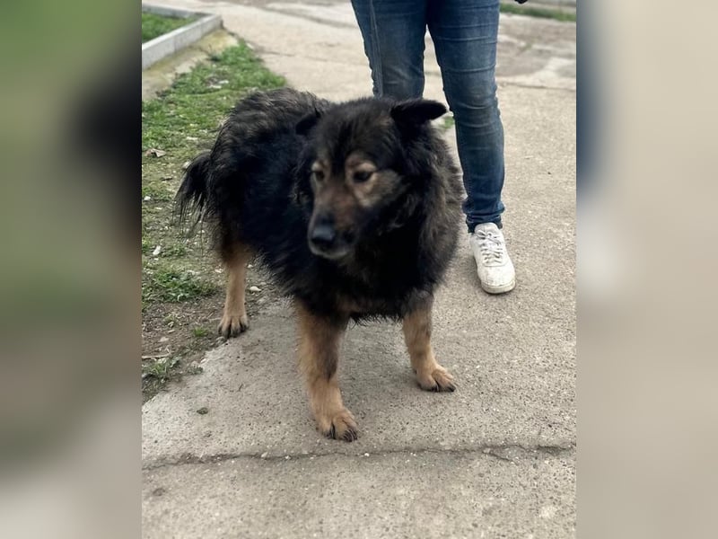 SEIKA  - geb. 2018 - ca. 48 cm