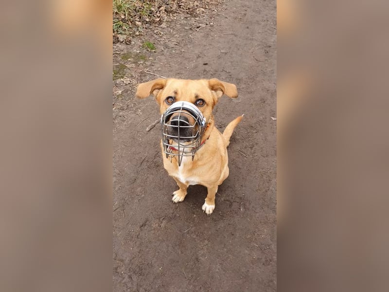 Sansa - Hündin - geb. 12/2022 - wartet in 12205 Berlin