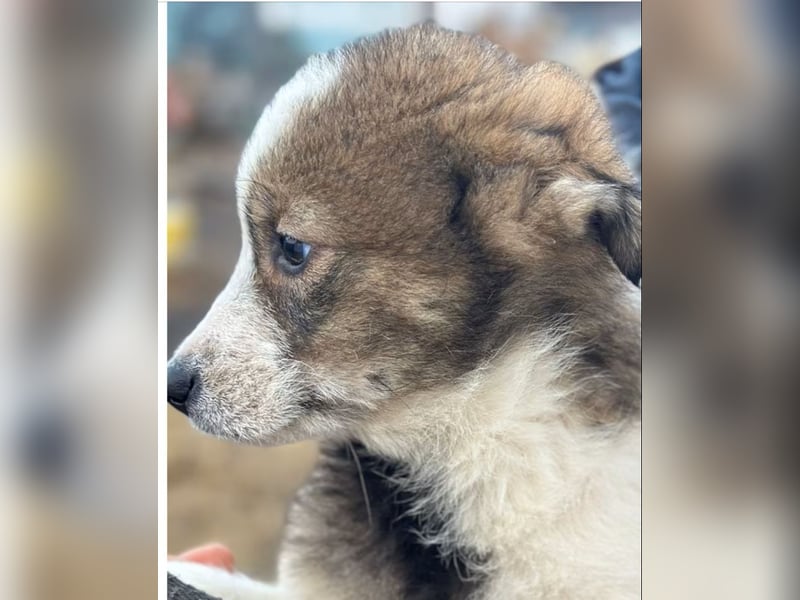 Amra - Hündin - geb. 09/25