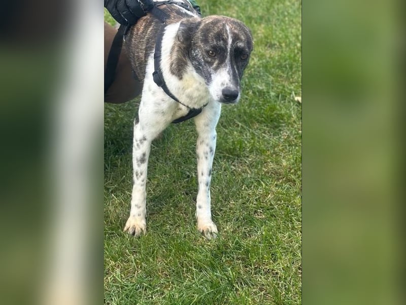 Püpppie - Hündin - geb. 10/2024