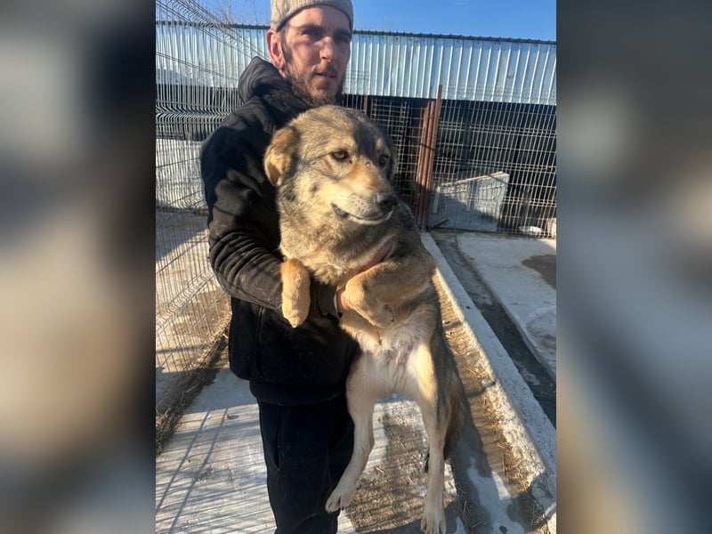 OSCAR - geb. 2019 - ca. 50 cm