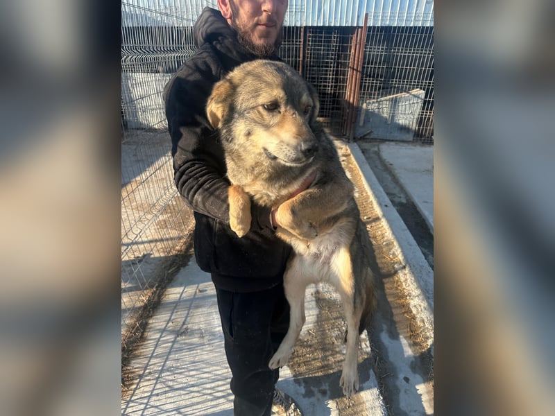 OSCAR - geb. 2019 - ca. 50 cm