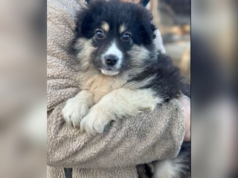 DISCHKA - geb. ca. 9/2025 - Hündin