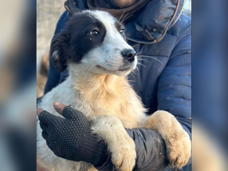 Marcy - Hündin - geb. 08/2025