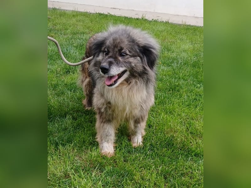 Maleika - Hündin - geb. 06/2018 - 43 cm