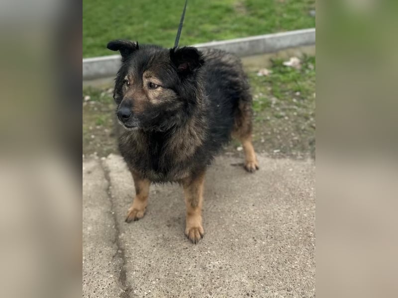 SEIKA  - geb. 2018 - ca. 48 cm