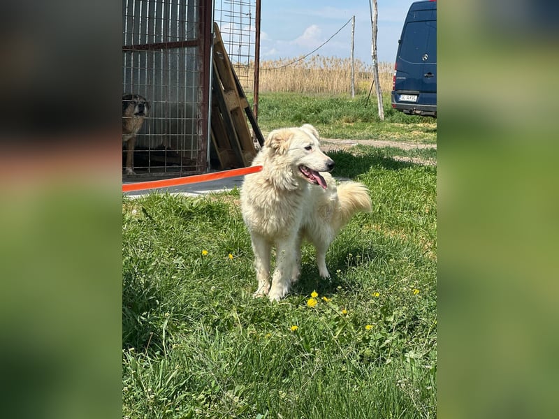 MIA – Mama, Kämpferin, Kuschelhund 