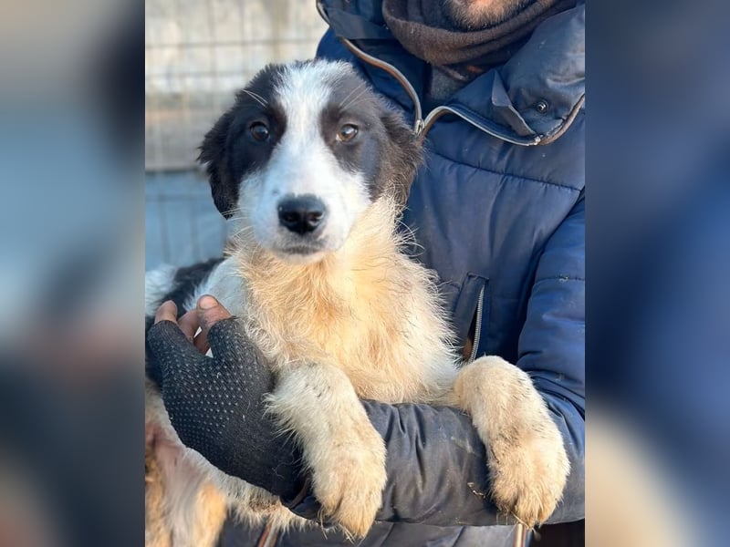 Marcy - Hündin - geb. 08/2025