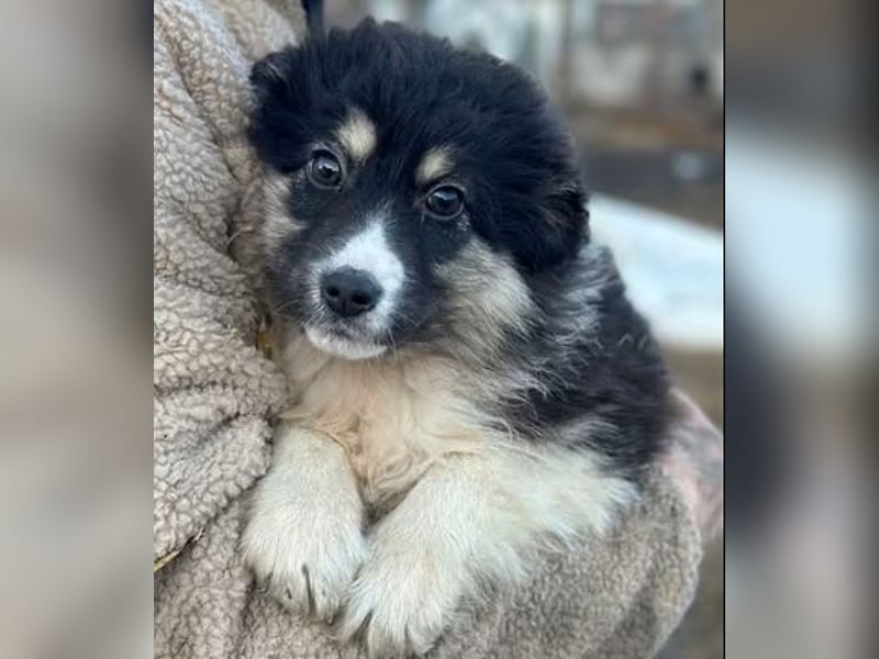 DISCHKA - geb. ca. 9/2025 - Hündin