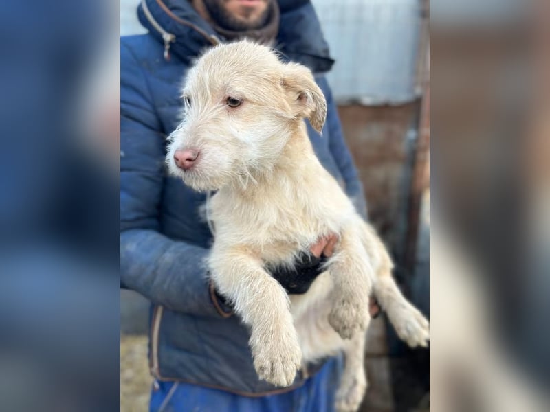 Viktoria - Hündin - geb. 08/2025