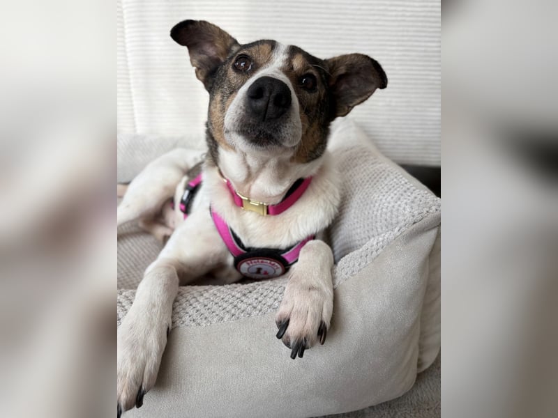 Princess, süße Maus wartet auf ihre Herzensmenschen