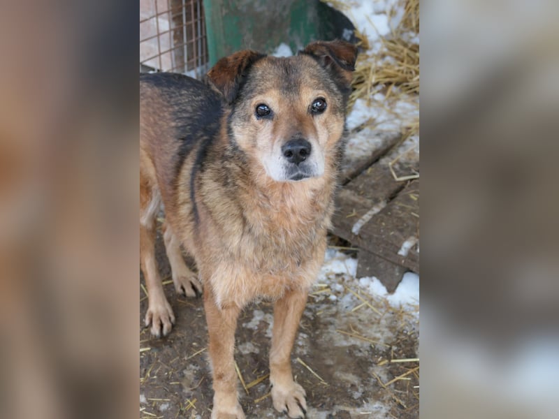 Nino - lieber ruhiger Senior wartet auf ein liebevolles zu Hause