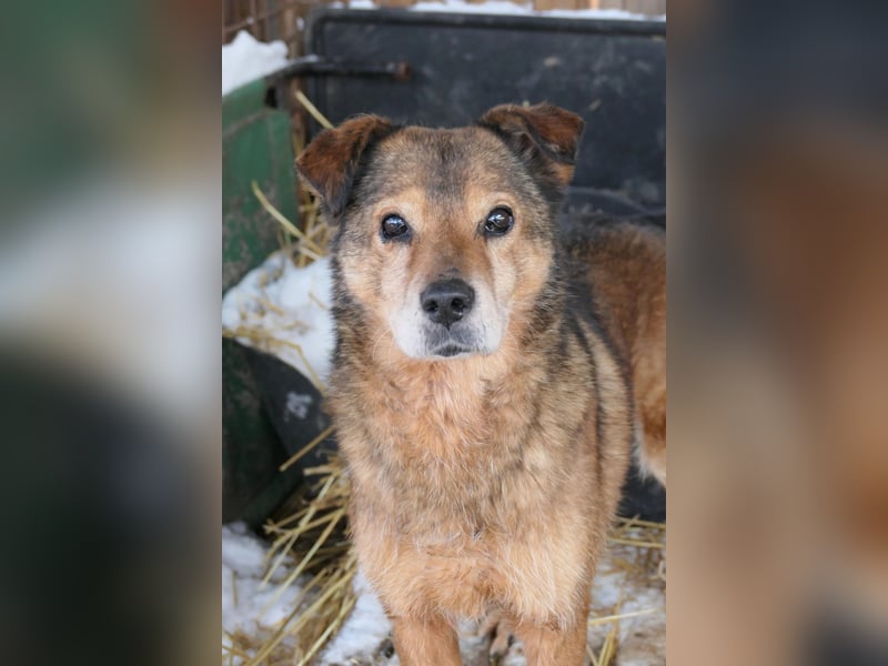 Nino - lieber ruhiger Senior wartet auf ein liebevolles zu Hause