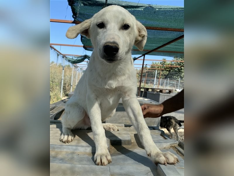 Tassilo, geb. ca. 04/2021, lebt in GRIECHENLAND, im städt. Tierheim Serres