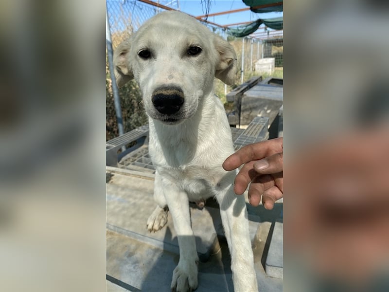 Tassilo, geb. ca. 04/2021, lebt in GRIECHENLAND, im städt. Tierheim Serres