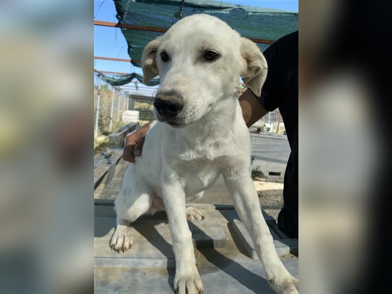 Tassilo, geb. ca. 04/2021, lebt in GRIECHENLAND, im städt. Tierheim Serres