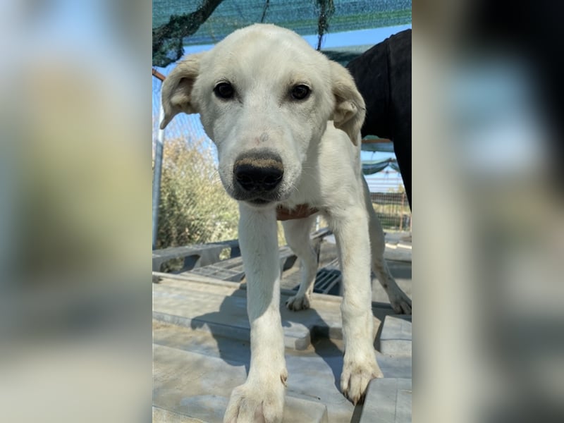 Tassilo, geb. ca. 04/2021, lebt in GRIECHENLAND, im städt. Tierheim Serres