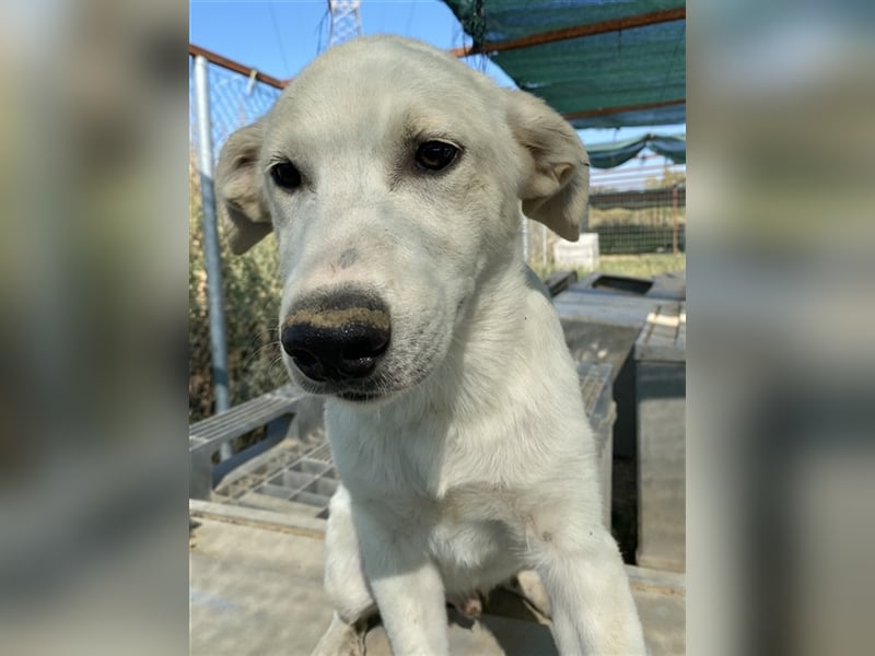 Tassilo, geb. ca. 04/2021, lebt in GRIECHENLAND, im städt. Tierheim Serres