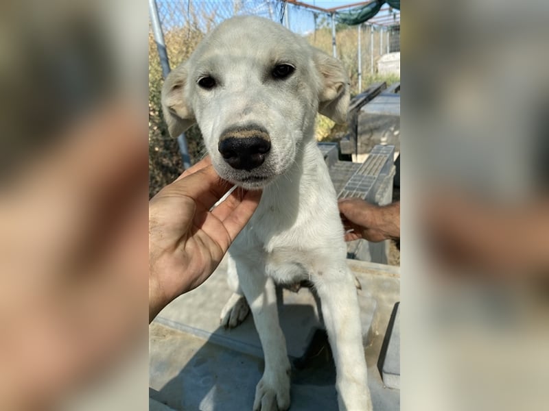 Tassilo, geb. ca. 04/2021, lebt in GRIECHENLAND, im städt. Tierheim Serres