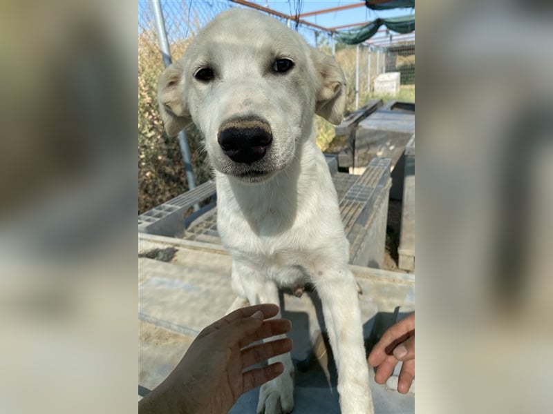 Tassilo, geb. ca. 04/2021, lebt in GRIECHENLAND, im städt. Tierheim Serres