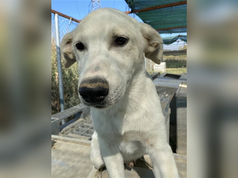 Tassilo, geb. ca. 04/2021, lebt in GRIECHENLAND, im städt. Tierheim Serres