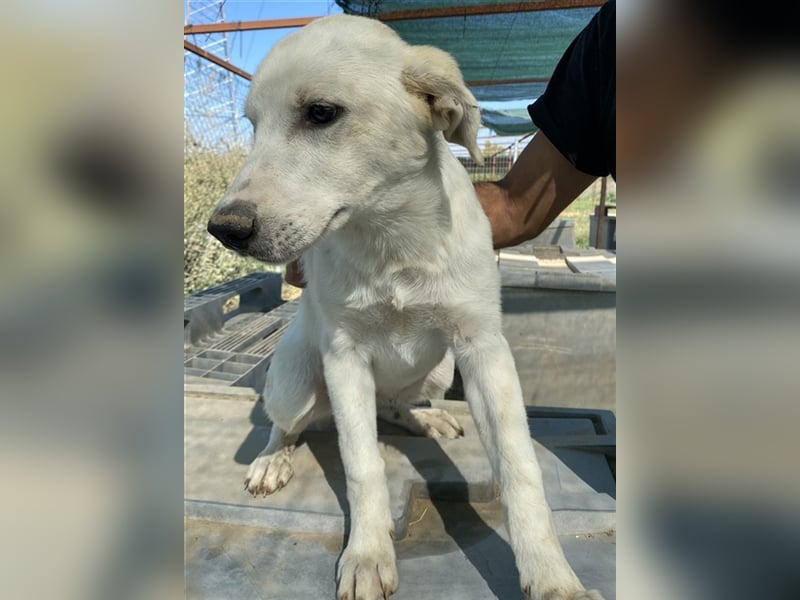 Tassilo, geb. ca. 04/2021, lebt in GRIECHENLAND, im städt. Tierheim Serres