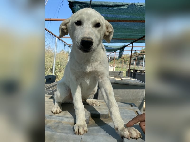 Tassilo, geb. ca. 04/2021, lebt in GRIECHENLAND, im städt. Tierheim Serres
