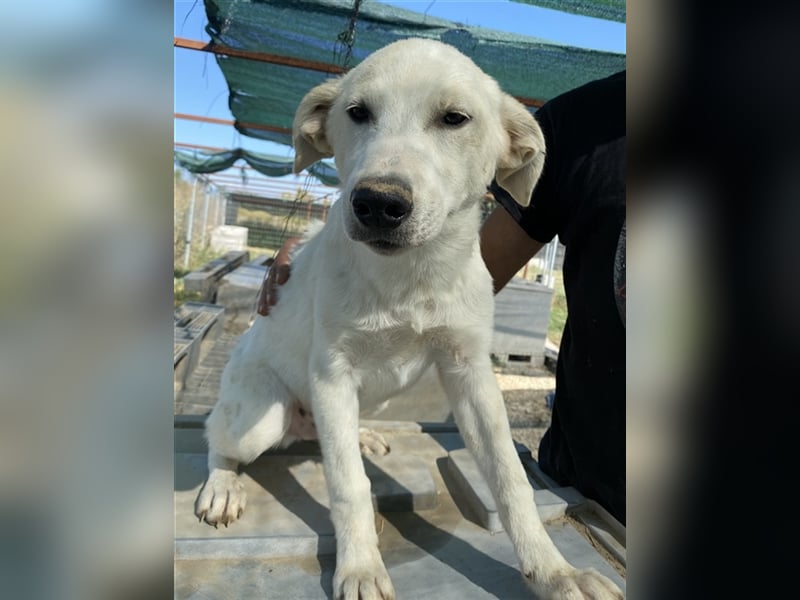 Tassilo, geb. ca. 04/2021, lebt in GRIECHENLAND, im städt. Tierheim Serres