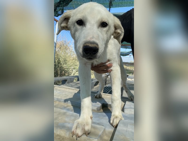 Tassilo, geb. ca. 04/2021, lebt in GRIECHENLAND, im städt. Tierheim Serres