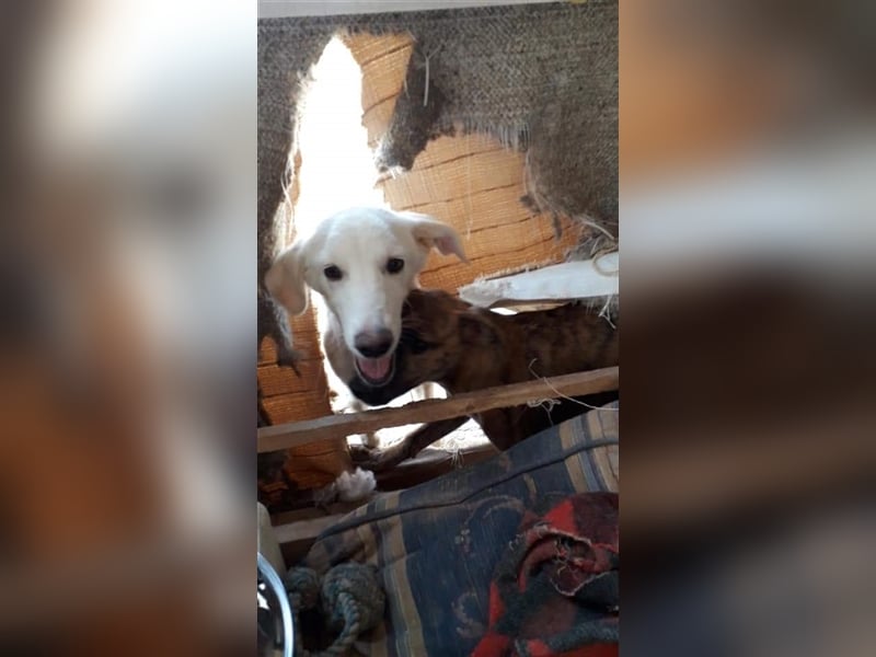 Paquita, (3 Monate), eine zierliche, hübsche Mischlingsdame