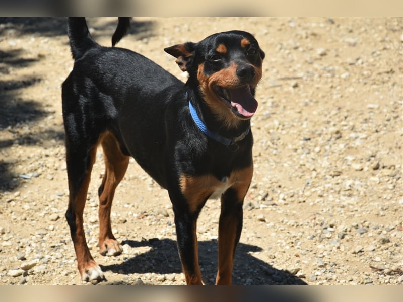 Datil, lebenslustiger Mischlingsrüde sucht seine Menschen