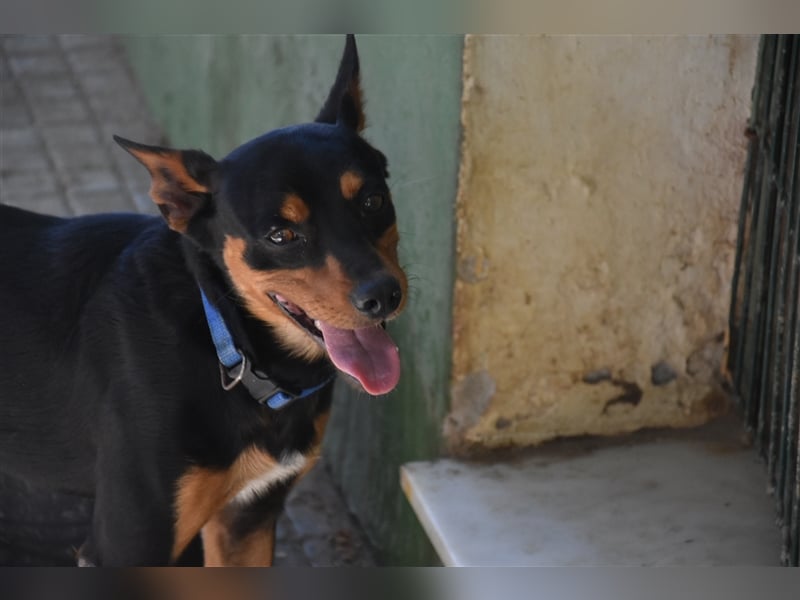 Datil, lebenslustiger Mischlingsrüde sucht seine Menschen