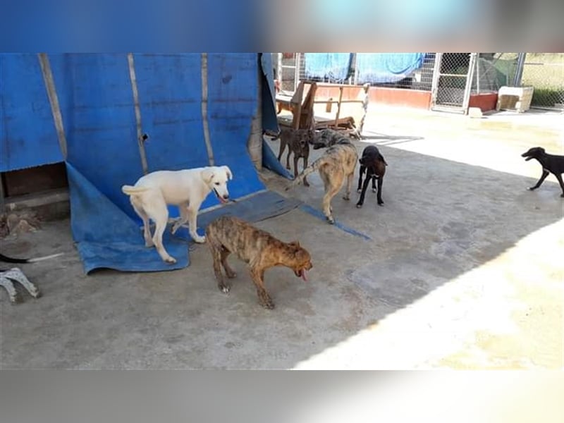 Paquita, (3 Monate), eine zierliche, hübsche Mischlingsdame