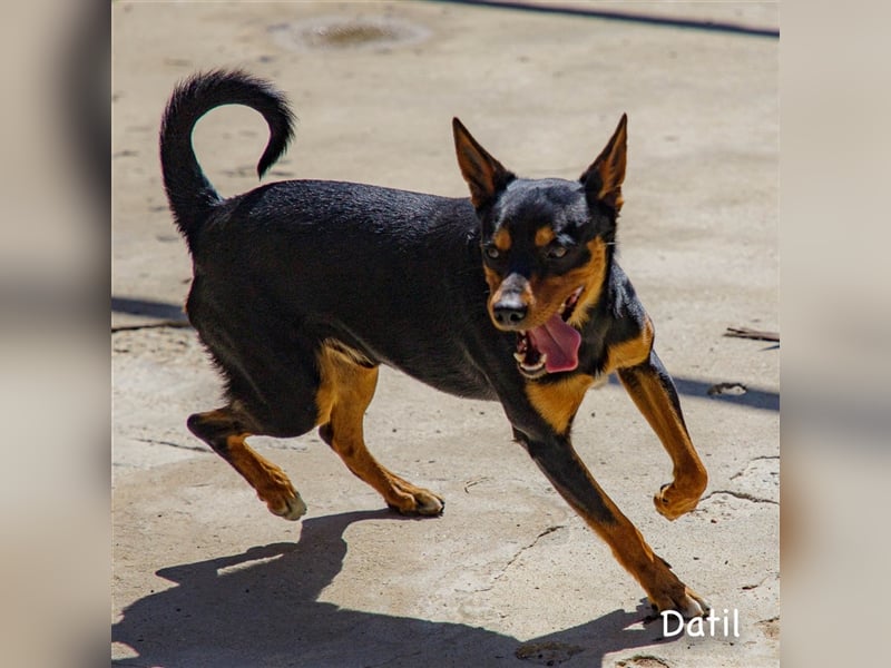 Datil, lebenslustiger Mischlingsrüde sucht seine Menschen