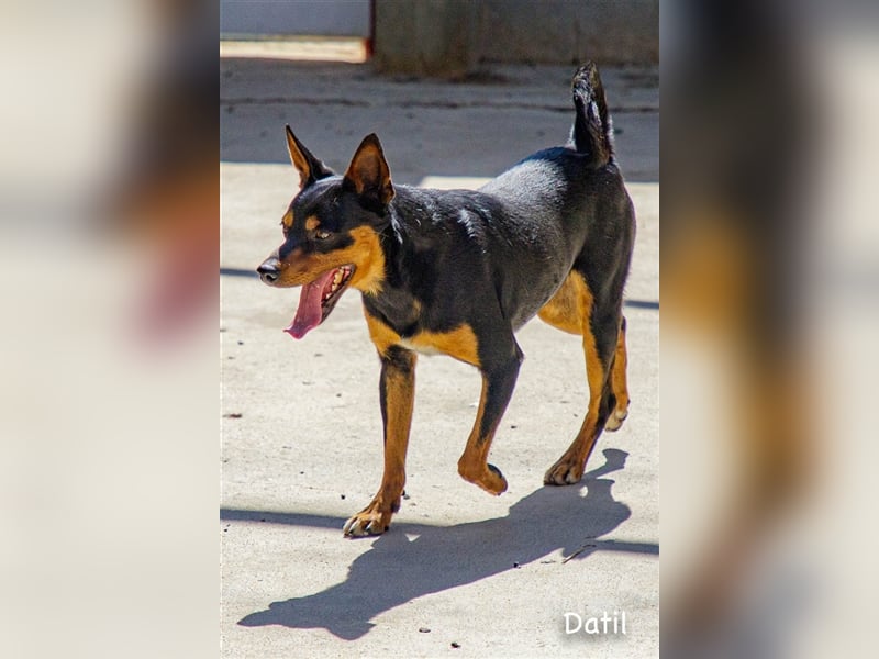 Datil, lebenslustiger Mischlingsrüde sucht seine Menschen