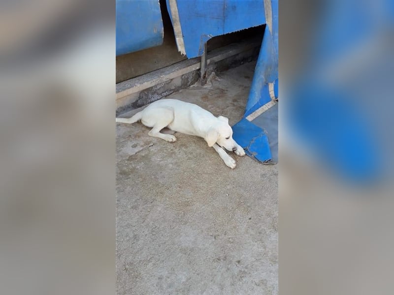 Paquita, (3 Monate), eine zierliche, hübsche Mischlingsdame