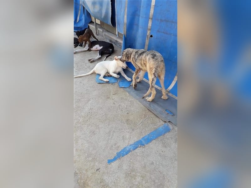 Paquita, (3 Monate), eine zierliche, hübsche Mischlingsdame